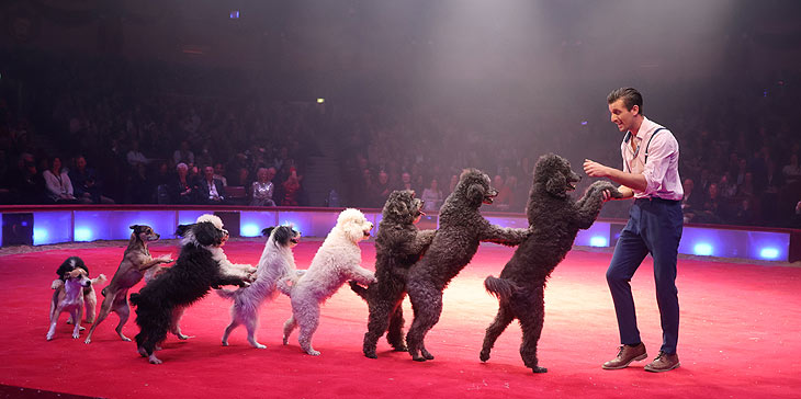 vergnügliche Hunde mit Thomas Lacey: Circus Krone Winterspielzeit 2024: „Farbenspiel“ ist der Programmtitel der Wintersaison bis 07.04.2024. Premiere am 25.12.2023 (©Foto: Martin Schmitz)